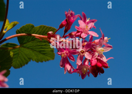 Des fleurs à floraison rouge groseille (Ribes sanguineum) contre un ciel bleu. Arbuste de jardin. Banque D'Images