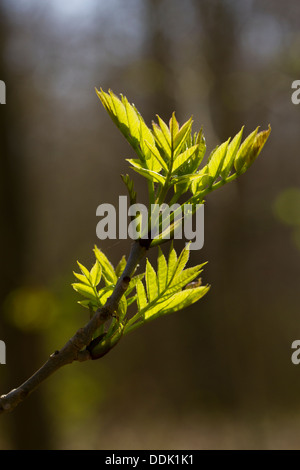 Printemps feuilles de frêne (Fraxinus excelsior) sur un tournage. Sussex, Angleterre. Mai. Banque D'Images