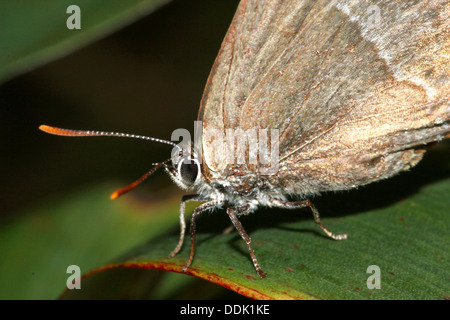 Papillon Porte-queue violette (Favonius quercus) de nourriture et la poser sur une feuille Banque D'Images