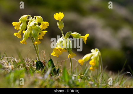 Coucou bleu (Primula veris) floraison sur downland. Près de 1 156 km, East Sussex. Mai. Banque D'Images