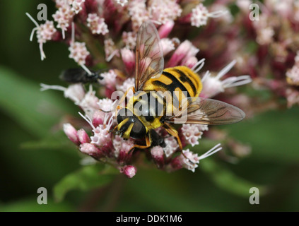 Close-up de l'Myathropa florea hoverfly nourriture dans une fleur Banque D'Images