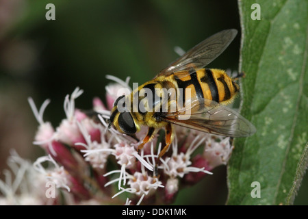 Close-up de l'Myathropa florea hoverfly nourriture dans une fleur Banque D'Images