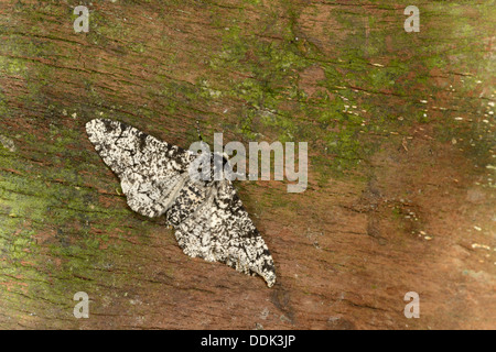 Truffée d'amphibien (belularia Biston) adulte au repos sur l'écorce, Oxfordshire, Angleterre, juillet Banque D'Images