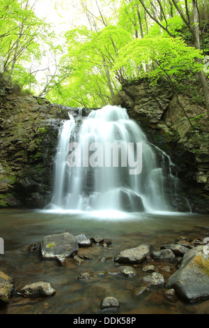 Cascade de frais vert, nom est Asamaootaki, Gunma, Japon Banque D'Images