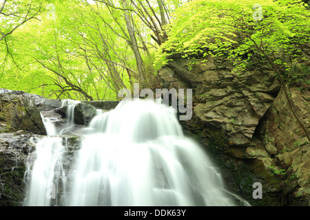 Cascade de frais vert, nom est Asamaootaki, Gunma, Japon Banque D'Images