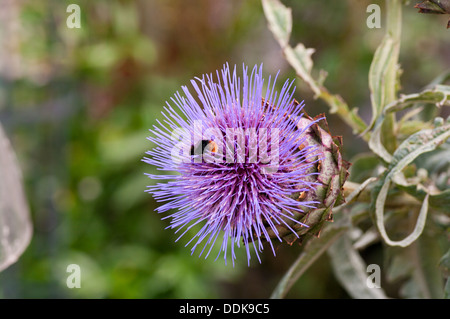 Le Chardon Marie Silybum marianum Banque D'Images