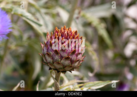 Le Chardon Marie Silybum marianum Seedhead Banque D'Images