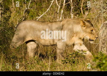 Jeune homme African Lion (Panthera leo), Afrique du Sud Banque D'Images