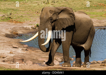 Homme éléphant africain (Loxodonta africana) par point d'eau Banque D'Images