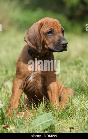 Le Rhodesian Ridgeback puppy sitting on Green grass Banque D'Images