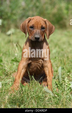 Le Rhodesian Ridgeback puppy sitting on the grass and looking at you Banque D'Images
