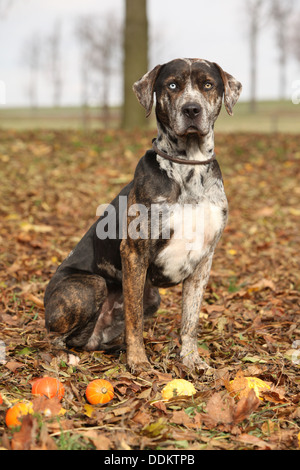 Louisiana Catahoula chien avec de petites citrouilles en automne Banque D'Images