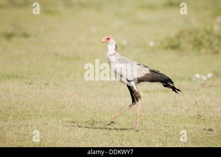 Saggittariu sserpentarius d'oiseaux (secrétaire) marche sur la savane, le parc national du Serengeti, Tanzanie. Banque D'Images