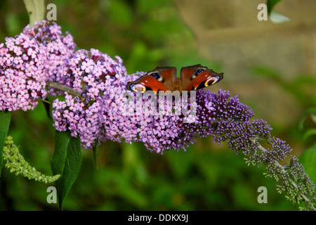 Peacock papillon sur buddleia violet bush Banque D'Images