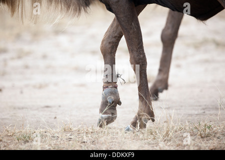 Gnous avec piège autour de la jambe. Banque D'Images