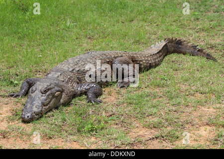 Crocodile du Nil Crocodylus niloticus Banque D'Images