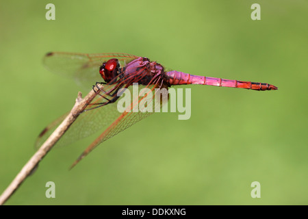 Trithemis annulata Violet Dropwing mâle Banque D'Images