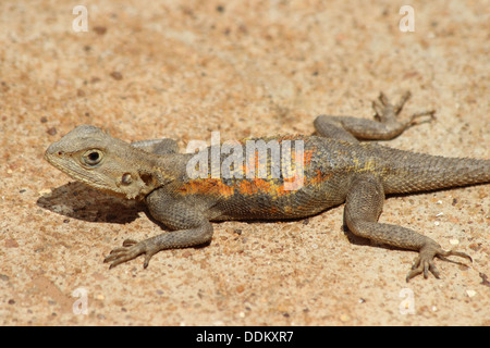 À tête rouge femelle Agama agama Agama- Banque D'Images