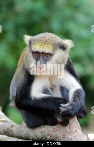 Campbell du singe Mona Cercopithecus campbelli Banque D'Images