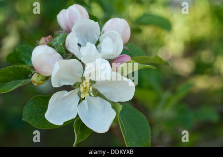 Apple Blossom fleurs et bourgeons montrant les détails des pièces florales Banque D'Images