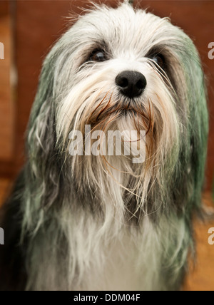 Portrait de chien Bichon Havanais Banque D'Images