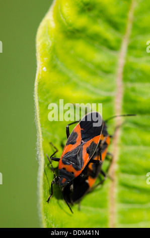 Deux petits bugs sur l'asclépiade est une feuille. Banque D'Images