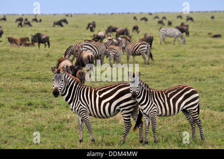 Zebra et gnu ensemble sur la réserve de Serengeti Tanzanie Collection Banque D'Images