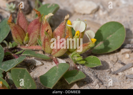 La vesce de vessie, Four-Leaved Blasen-Wundklee Rein, vesce, Tripodium tetraphyllum, Blasenwundklee, Anthyllis tetraphylla Banque D'Images