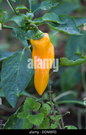 Capiscum annuum piment carotte bulgare poussant dans un jardin de cuisine Banque D'Images