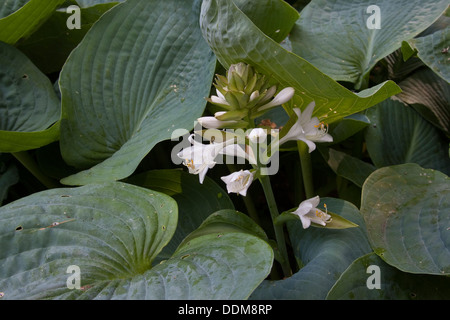 Giboshi, Plantain Lily, Blaublattfunkie, Herzblatt-Lilie, Schmalblatt-Funkie, Funkie, Hosta sieboldiana var. Elegans Banque D'Images