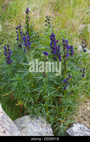 Frère's Cap, Jardin Monkshood, Blauer Eisenhut, Wolfshut, Aconitum napellus Banque D'Images