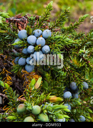 Le genévrier commun (Juniperus communis) branches et petits fruits Banque D'Images