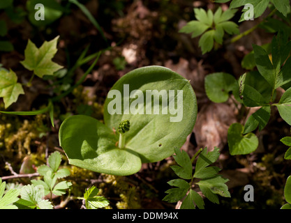 Les jeunes (Listera ovata Listère commune) bourgeons et feuilles Banque D'Images