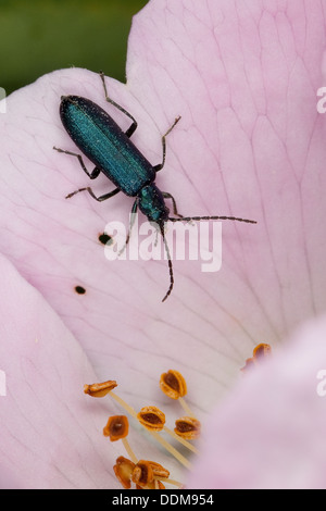 Beetle nourrissant le pollen, Beetle à pattes épaisses, Blauer Scheinbockkäfer, Ischnomera spec., Asclera spec., Oedemeridae Banque D'Images