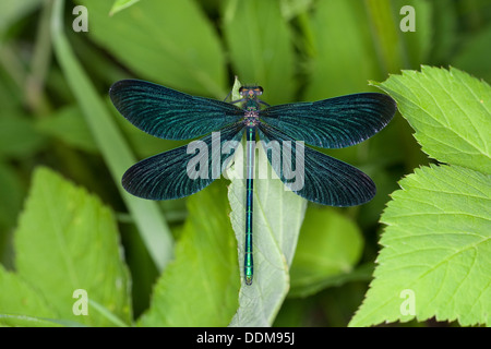 Bluewing, demoiselle agrion, Belle Demoiselle, homme Blauflügel-Prachtlibelle Blauflügelprachtlibelle, Calopteryx virgo,, Banque D'Images