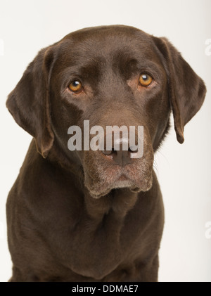 Femelle adulte Labrador Retriever chocolat portrait de chien sur fond studio blanc Banque D'Images