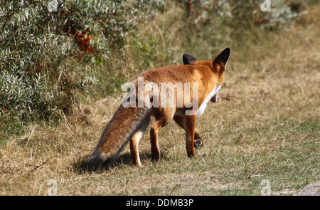 Le renard roux (Vulpes vulpes) prise d'une odeur et à la suite d'une piste, à la recherche de nourriture Banque D'Images