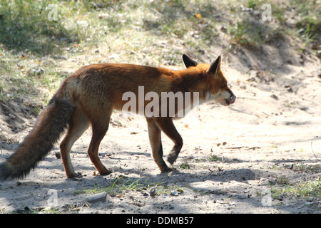 Le renard roux (Vulpes vulpes) sur le vagabondage, la chasse, à la recherche de nourriture Banque D'Images