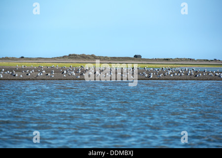 Point Blakeney avec estuaire oiseaux au repos sur un banc de sable. Banque D'Images