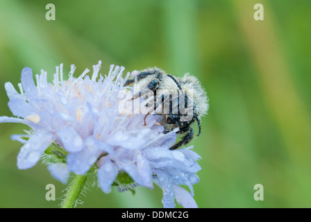 Rosée matinale couvrant un Nord de bourdons (Bombus fervidus) sur un champ scabious (Knautia arvensis) blossom Banque D'Images