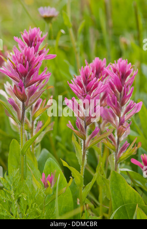 Rose de Cluster paintbrush (Castilleja rhexifolia) croissant dans une prairie de fleurs sauvages alpines sur Panorama Ridge, Banff National Park Banque D'Images