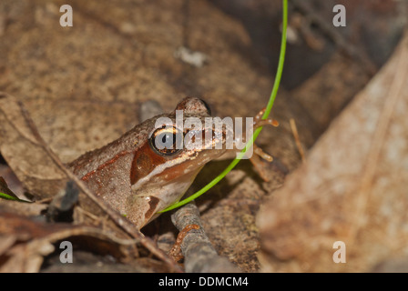 Une grenouille des bois (Lithobates sylvaticus) caché parmi les feuilles tombées, empoignant un singe d'herbe, de l'Ontario, le parc provincial Frontenac Banque D'Images