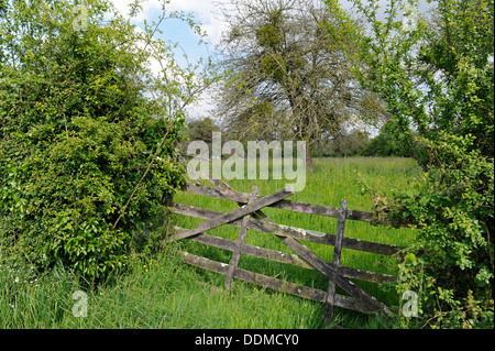 Terrain clos typique dans la région de bocage de Normandie en France Banque D'Images