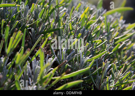 Rosemary bush à ferme dans la Toscane, Italie Banque D'Images