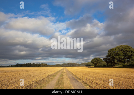 Une piste rurale agricole qui traverse un champ de blé fraîchement coupées à la fin de l'été sous un ciel dramatique Banque D'Images