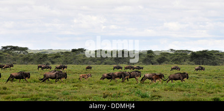 Les troupeaux de Gnu sur la réserve de Serengeti Tanzanie Collection Banque D'Images