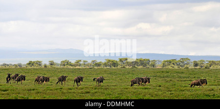 Les troupeaux de Gnu sur la réserve de Serengeti Tanzanie Collection Banque D'Images