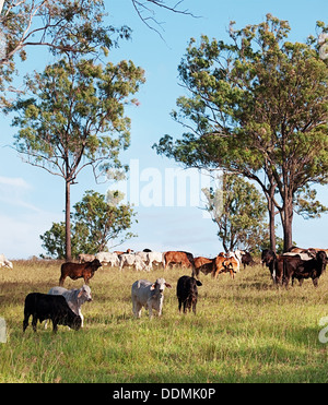 Australian troupeau de bovins dans ranch en Australie Banque D'Images