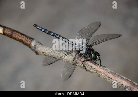Hawker migrants sud Dragonfly Banque D'Images