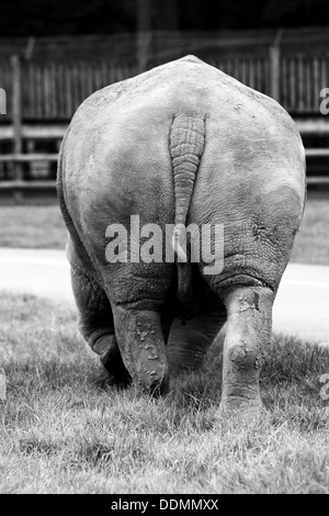 Rhino de derrière Banque D'Images